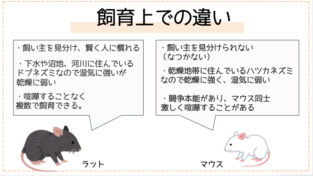 ラットとマウスの違い 結論 違う生き物です ファンシーラットのすゝめ